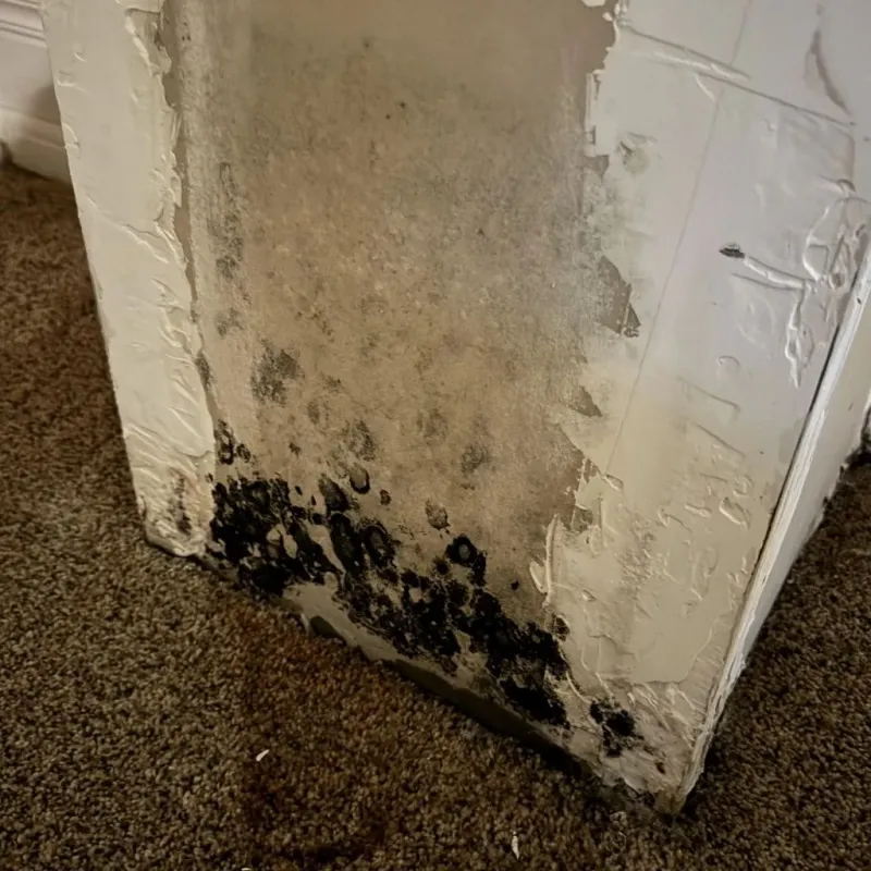 Professional Mold Removal in Davis County, UT